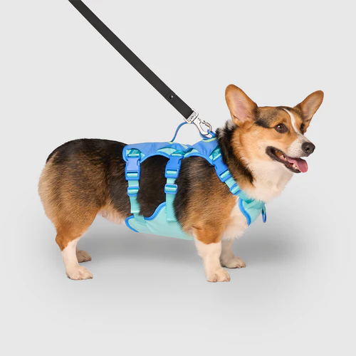 Style That Fits Every Dog